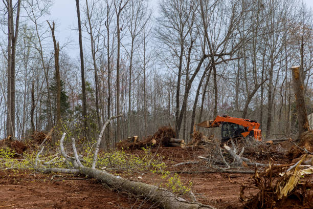 Seasonal Cleanup (Spring/Fall) in Burnt Mills, MD